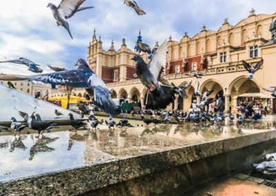 A lot of doves in Krakow old city. Market Square. Poland
